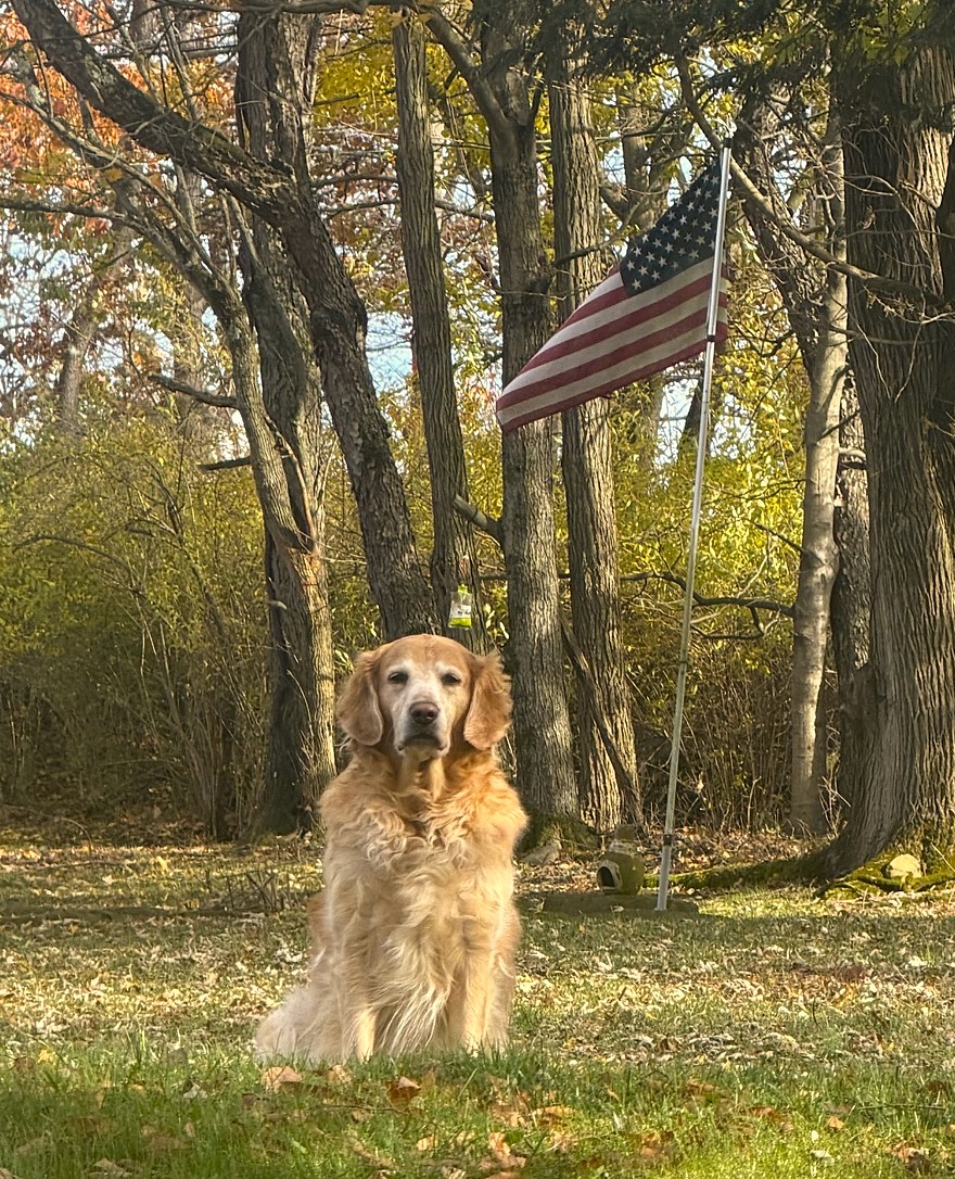 Zelda the golden retriever sitting outdoors among autumn trees with an American flag behind her